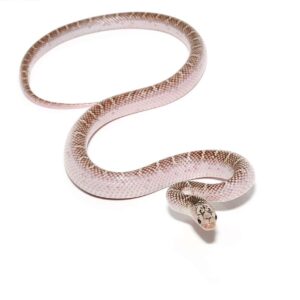 Yearling White Sided Florida Kingsnake For Sale