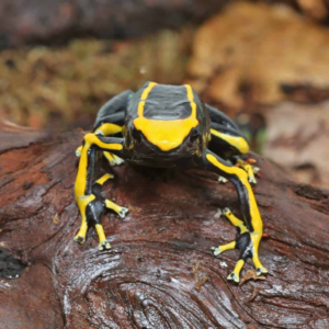Adult Alanis Tinctorius Dart Frog For Sale