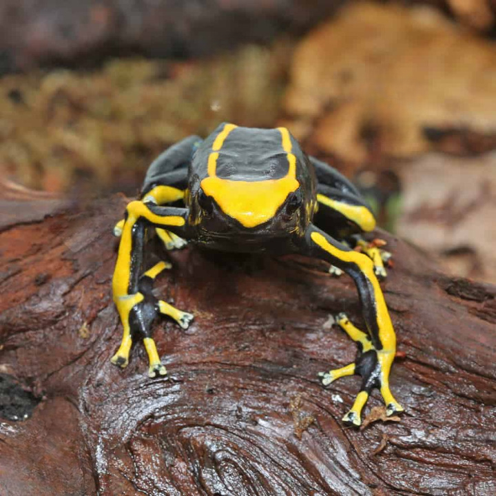 Adult Alanis Tinctorius Dart Frog For Sale