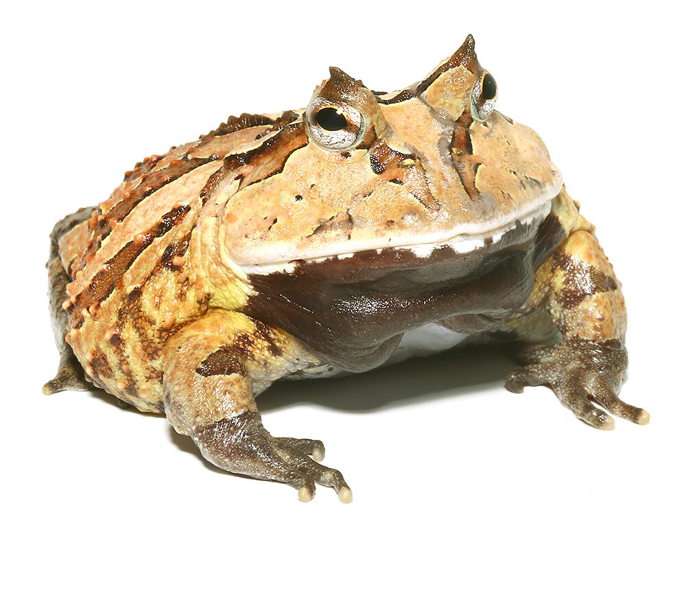 Adult Brown Suriname Horned Frog For Sale