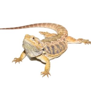 Adult Female Blue Bar Citrus Leatherback Bearded Dragon For Sale