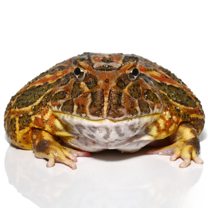 Adult Female High Red Ornate Pacman Frog For Sale