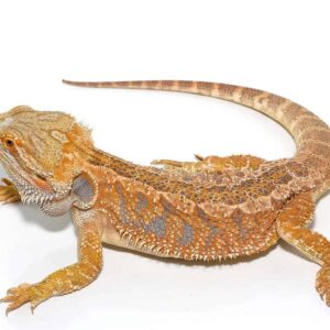 Adult Female Hypo Inferno Blue Bar Bearded Dragon For Sale