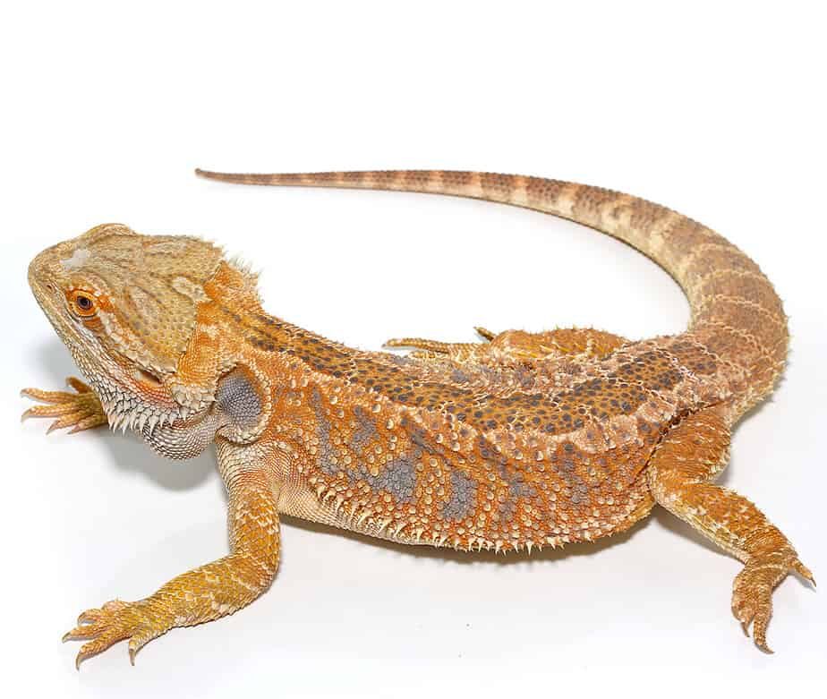 Adult Female Hypo Inferno Blue Bar Bearded Dragon For Sale