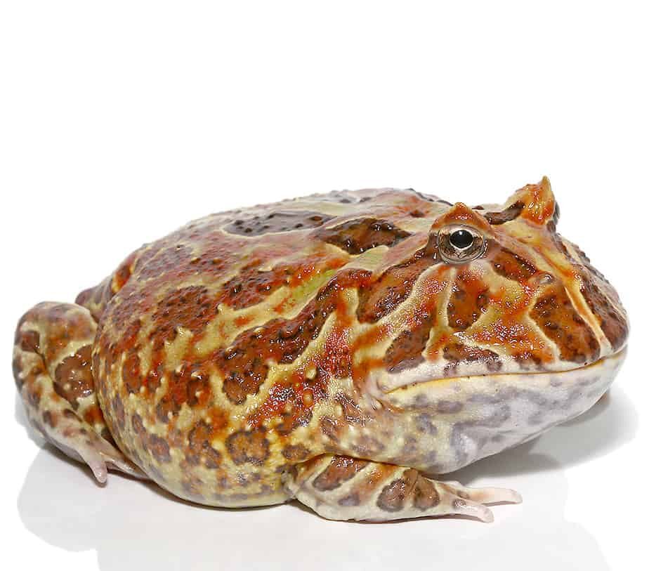 Adult Female Mutant Cranwelli Pacman Frog For Sale