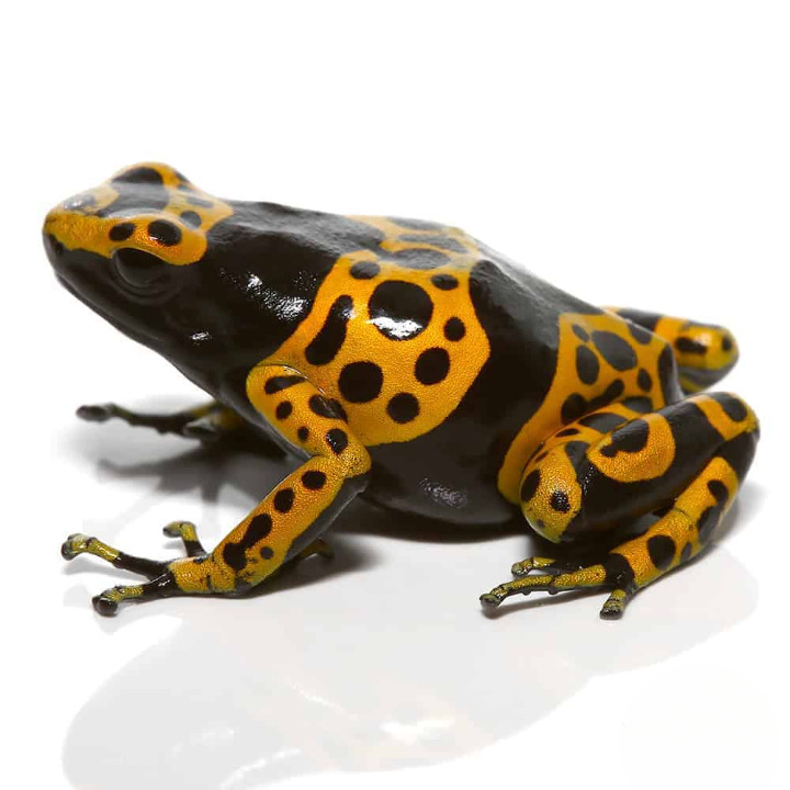 Adult Fine Spot Bumblebee Dart Frog For Sale