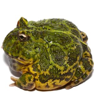 Adult Green Ornate Dragon Wing Pacman Frog For Sale