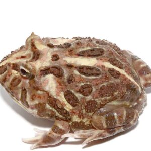 Adult Inferno Pacman Frog For Sale