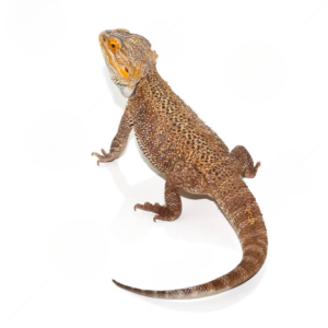 Adult Male Bearded Dragon For Sale