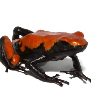 Adult Orange Splashback Dart Frog For Sale