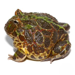 Adult Ornate Pacman Frog For Sale