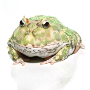 Adult Peppermint Pacman Frog For Sale