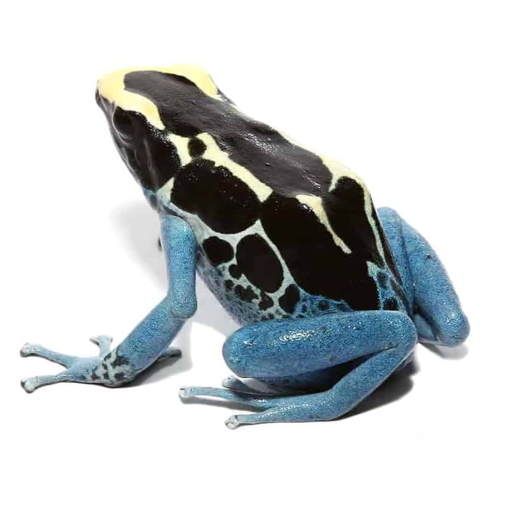 Adult Powder Blue Tinctorius Dart Frog For Sale