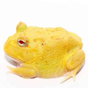 Albino Egg Yolk Patternless Pacman Frog For Sale