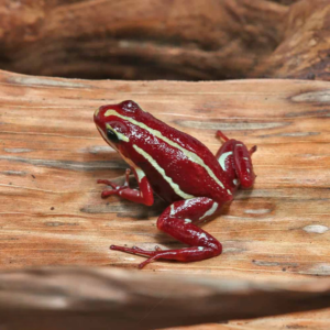 Anthonys Dart Frog For Sale