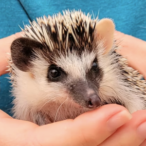 Hedgehogs For Sale
