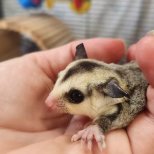 Sugar Gliders For Sale