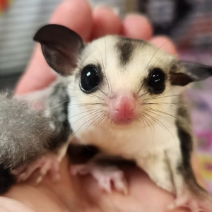 Sugar Gliders For Sale