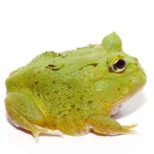 Avocado Patternless Green Pacman Frog For Sale