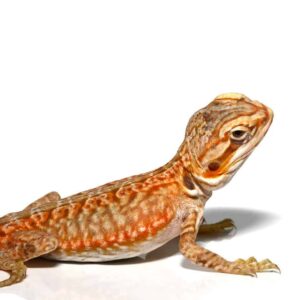 Baby Apricot Silky Bearded Dragon For Sale