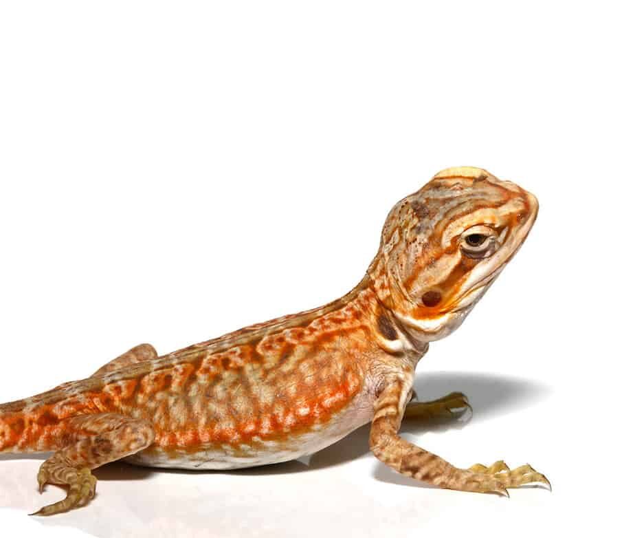 Baby Apricot Silky Bearded Dragon For Sale