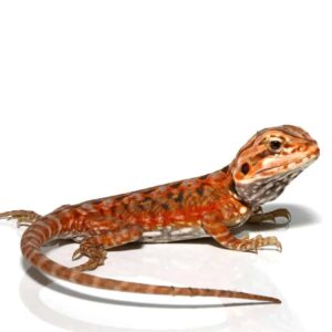 Baby Atomic Tangerine Silky Bearded Dragon For Sale