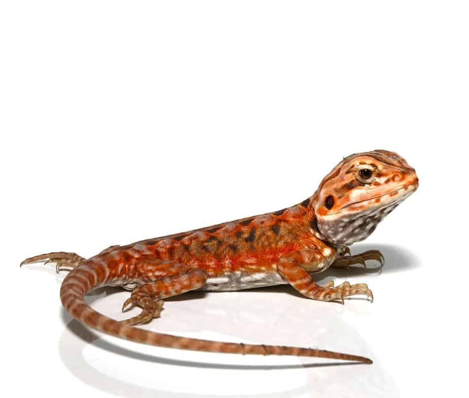 Baby Atomic Tangerine Silky Bearded Dragon For Sale