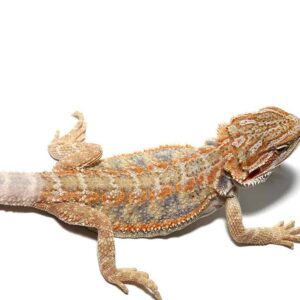 Baby Blue Horizon Hypo Leatherback Bearded Dragon For Sale