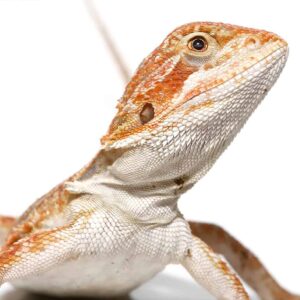 Baby Brown Sugar Cinnamon Bearded Dragon For Sale