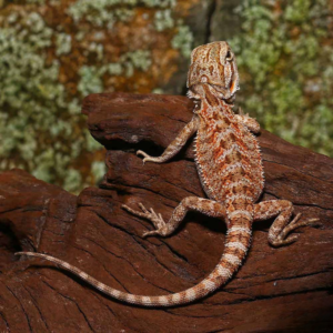 Baby Champagne Bearded Dragon For Sale