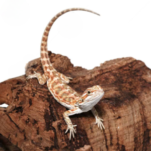 Baby Cinnamon Leatherback Bearded Dragon For Sale