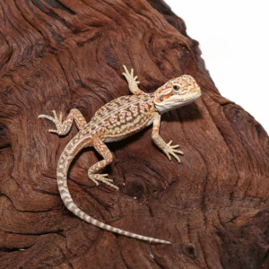 Baby Citrus Dunner Leatherback Bearded Dragon For Sale