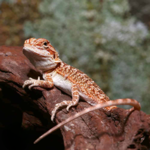 Baby Classic Tiger Bearded Dragon For Sale
