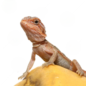 Baby H.I.L.T. Bearded Dragon For Sale