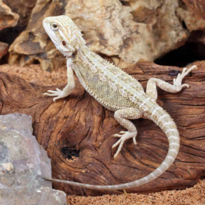 Baby Hypo Citrus Bearded Dragon For Sale