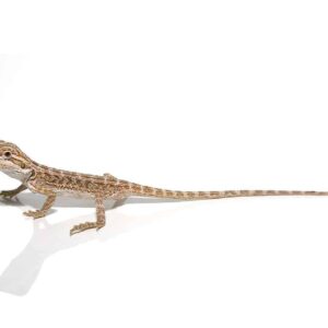 Baby Hypo Striped Bearded Dragon For Sale
