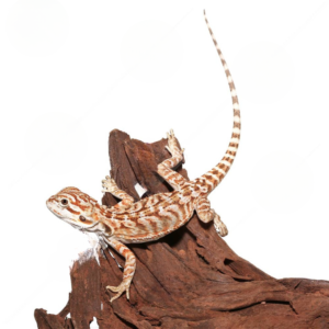 Baby Hypo Sunset Leatherback Bearded Dragon For Sale