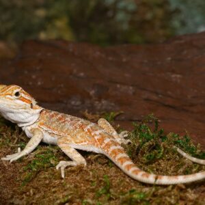 Baby Lemongrass Bearded Dragon For Sale