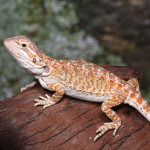 Baby Rustic Leatherback Bearded Dragon For Sale