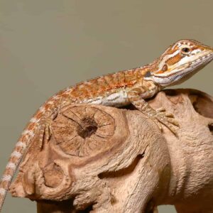 Baby Sienna Bearded Dragon For Sale