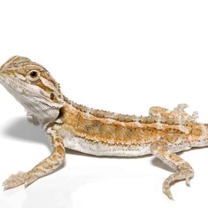 Baby Super Stripe Blue Bar Bearded Dragon For Sale