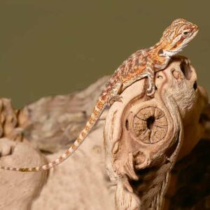 Baby Tiger Dream Bearded Dragon For Sale