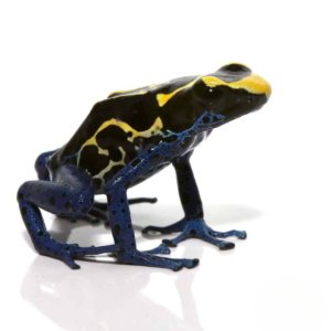 Bakhuis Dart Frog For Sale