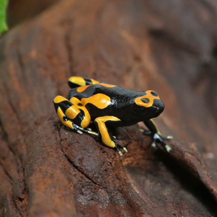 Bandit Bumblebee Dart Frog For Sale