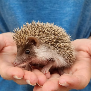 Hedgehog Babies For Sale