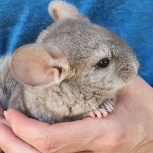 Chinchillas For Sale