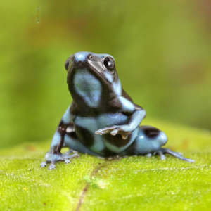 Blue And Black Auratus Dart Frog For Sale