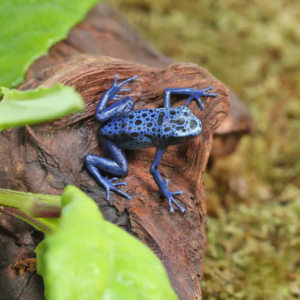 Blue Azureus Tinctorius Dart Frog For Sale
