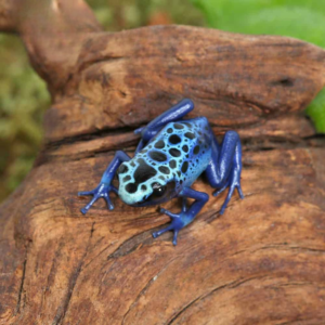Bandit Bumblebee Dart Frog For Sale
