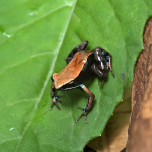 Bronze Mantella For Sale